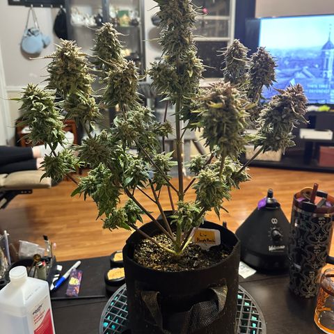 Liv growlog timeline photo