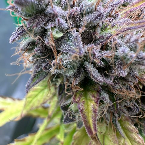Anne Bonny growlog timeline photo