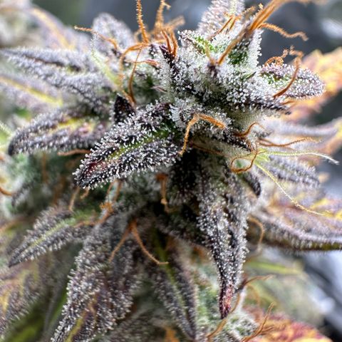 Zoe growlog timeline photo