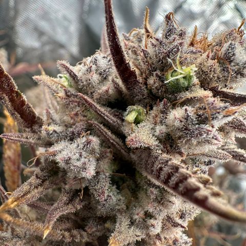Emma growlog timeline photo