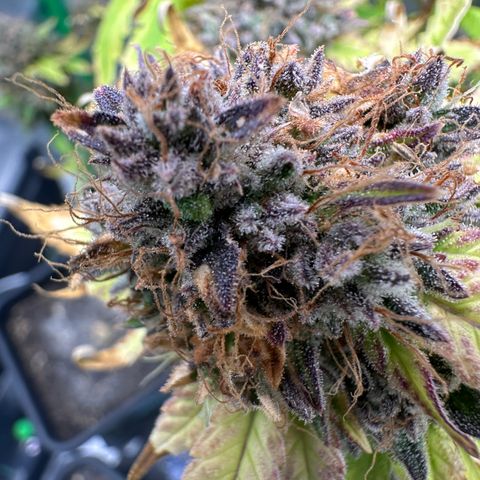 Anne Bonny growlog timeline photo