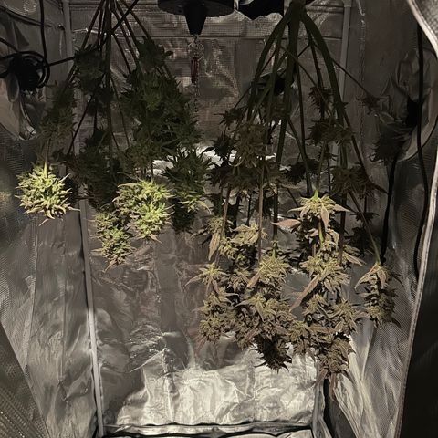 Freydis growlog timeline photo