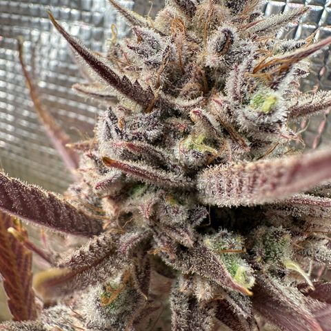 Emma growlog timeline photo