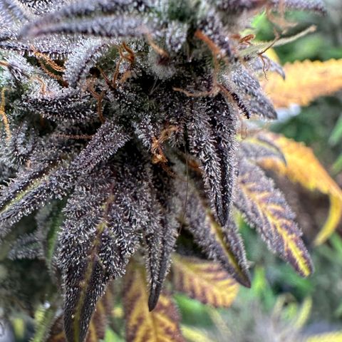 Zoe growlog timeline photo