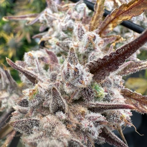 Emma growlog timeline photo