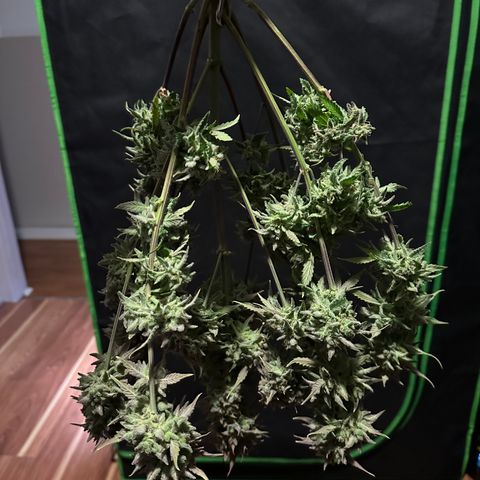 Liv growlog timeline photo