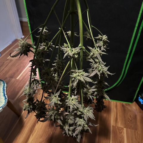 Freydis growlog timeline photo