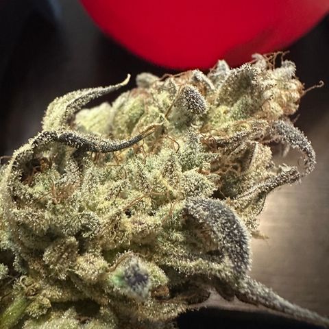 Max growlog photo: 103 grams / 3.7 oz