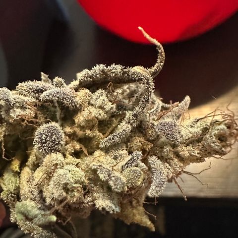Max growlog photo: 103 grams / 3.7 oz
