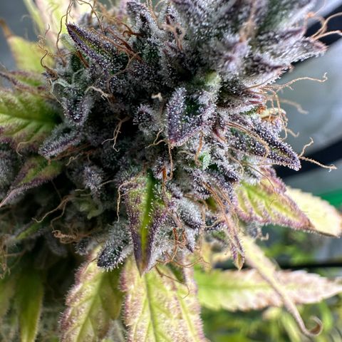 Anne Bonny growlog timeline photo