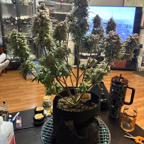Liv growlog timeline photo