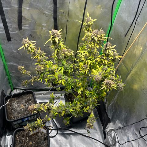 Anne Bonny growlog timeline photo