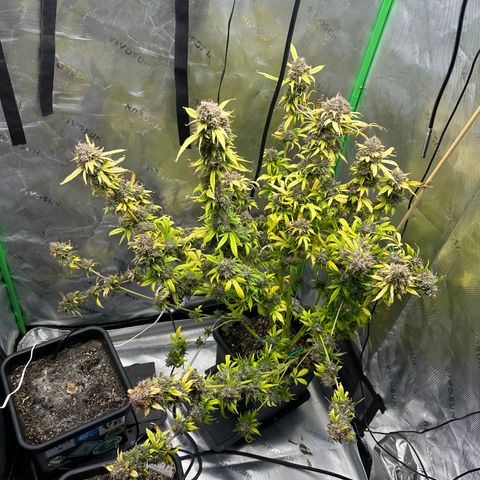 Anne Bonny growlog timeline photo