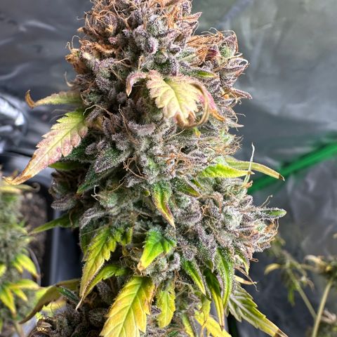 Anne Bonny growlog timeline photo