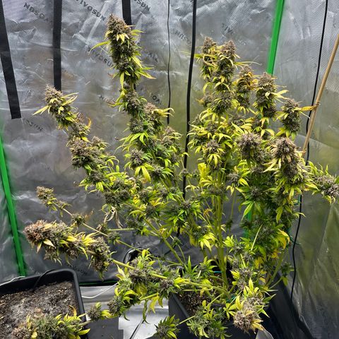 Anne Bonny growlog timeline photo