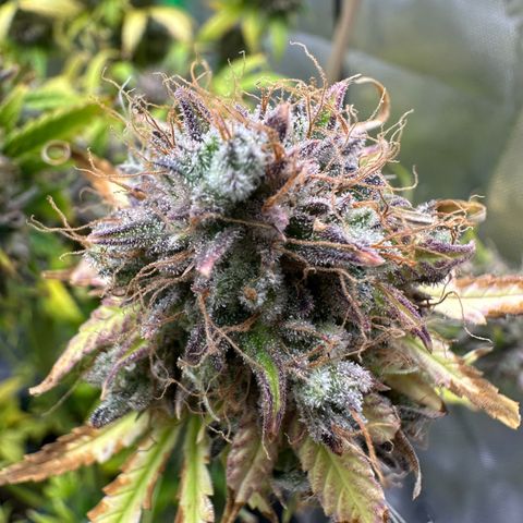 Anne Bonny growlog timeline photo