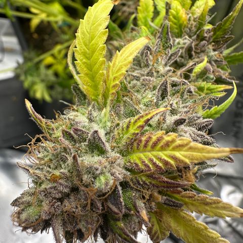 Anne Bonny growlog timeline photo