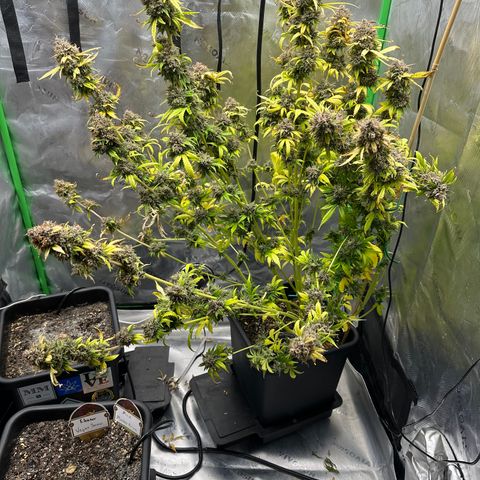 Anne Bonny growlog timeline photo