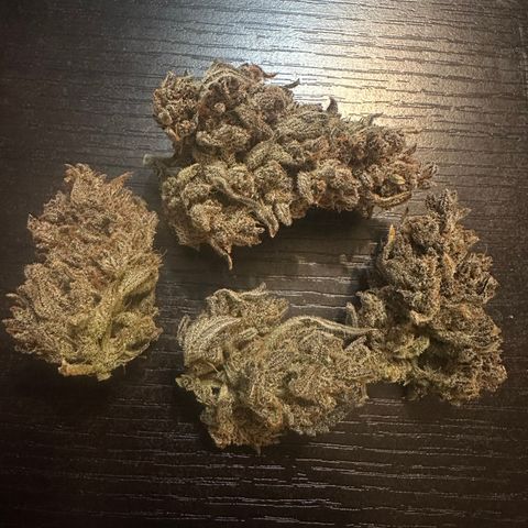 Freydis growlog timeline photo