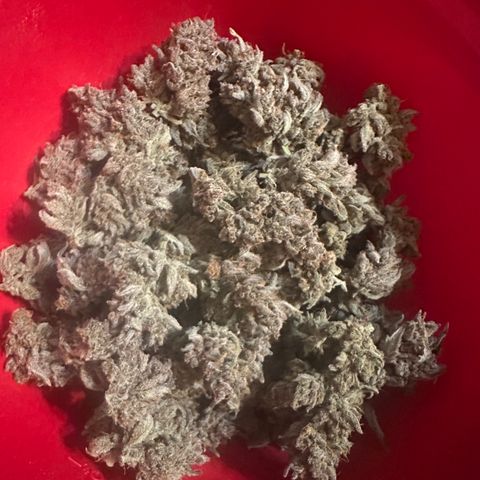 Freydis growlog timeline photo