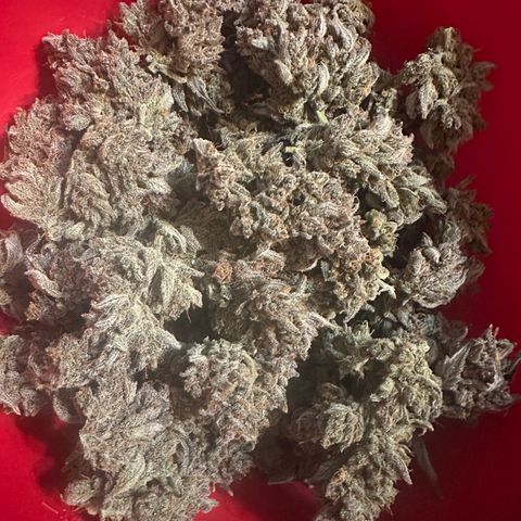 Freydis growlog timeline photo