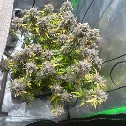 Zoe growlog timeline photo