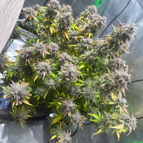 Zoe growlog timeline photo