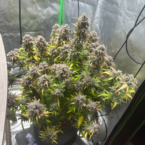 Zoe growlog timeline photo