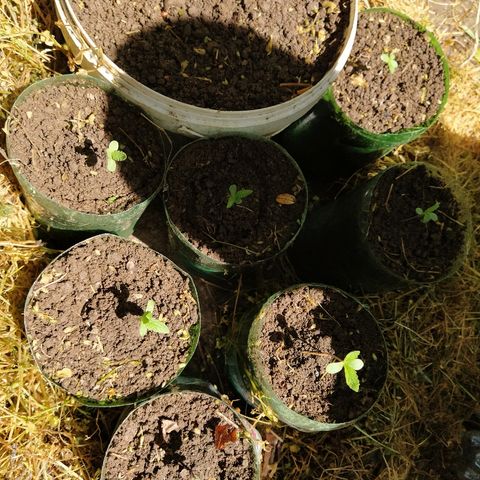 Marijuana #1 growlog timeline photo