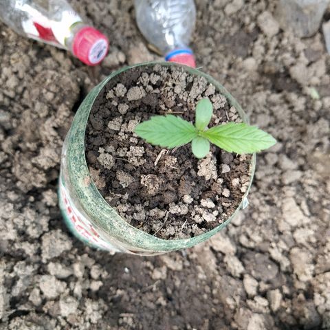 Marijuana #1 growlog timeline photo