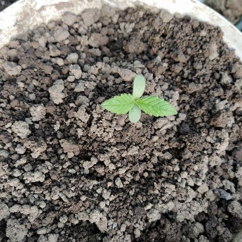 Marijuana #1 growlog timeline photo