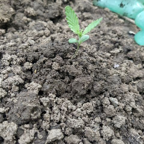 Marijuana #1 growlog timeline photo