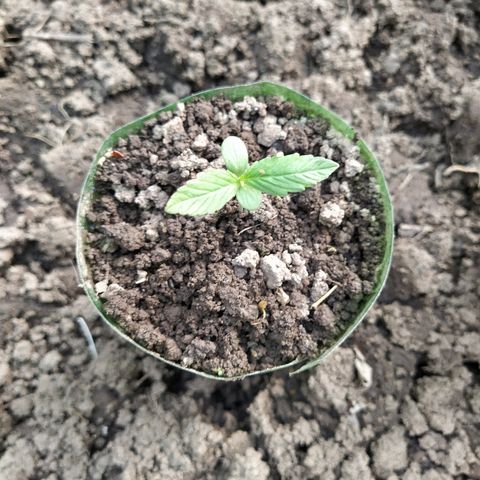 Marijuana #1 growlog timeline photo