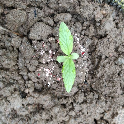 Marijuana #1 growlog photo: Dges miigo qatmis sklinti