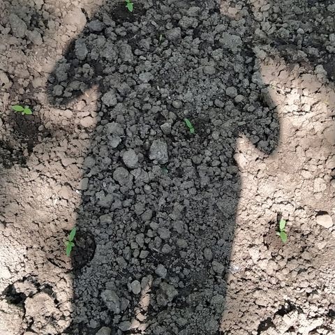 Marijuana #1 growlog timeline photo