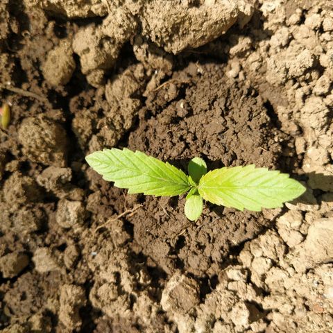 Marijuana #1 growlog timeline photo