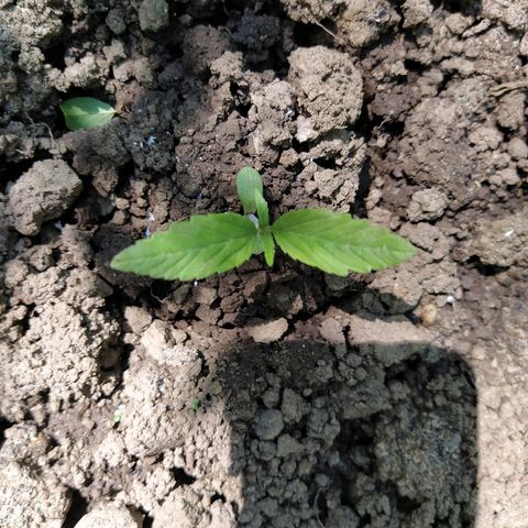 Marijuana #1 growlog timeline photo