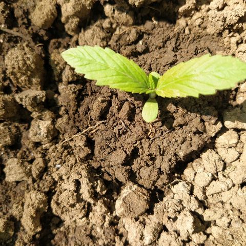 Marijuana #1 growlog timeline photo