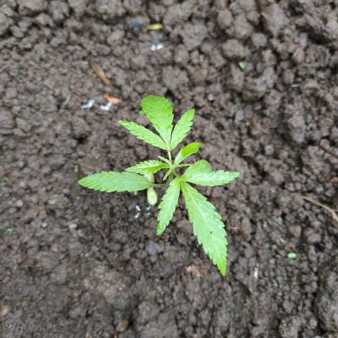 Marijuana #1 growlog timeline photo