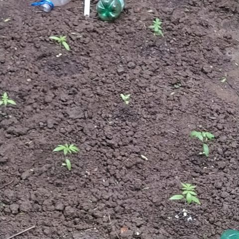 Marijuana #1 growlog timeline photo