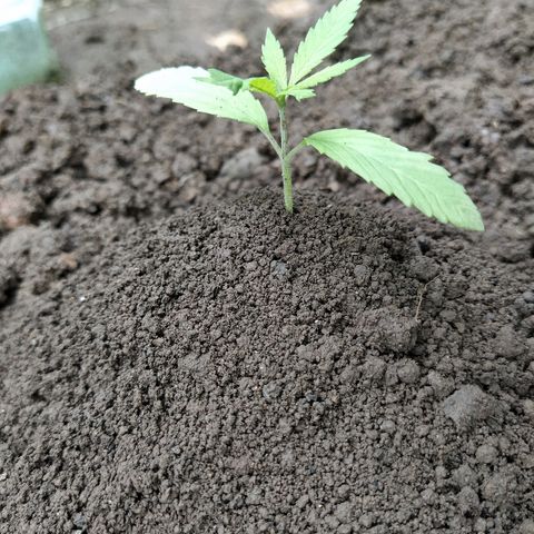 Marijuana #1 growlog timeline photo