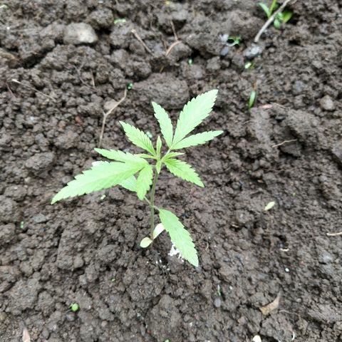 Marijuana #1 growlog timeline photo