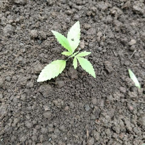 Marijuana #1 growlog timeline photo