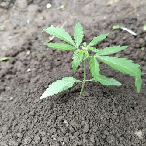 Marijuana #1 growlog timeline photo