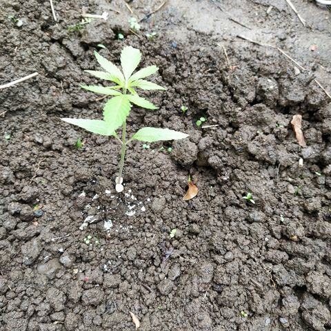 Marijuana #1 growlog timeline photo