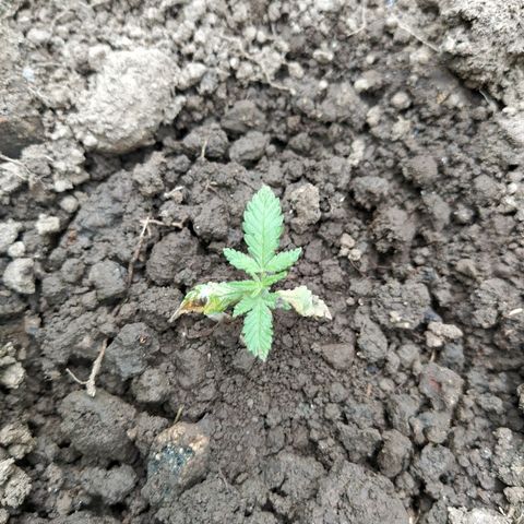Marijuana #1 growlog timeline photo