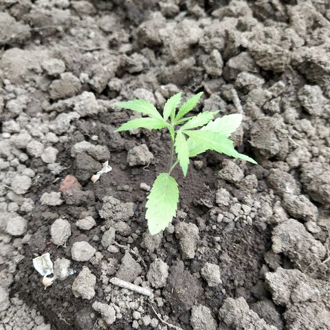 Marijuana #1 growlog timeline photo
