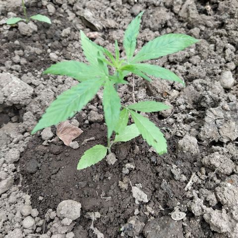 Marijuana #1 growlog timeline photo