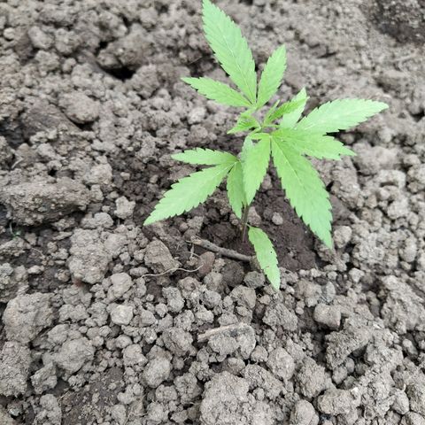 Marijuana #1 growlog timeline photo