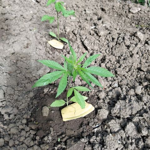 Marijuana #1 growlog timeline photo